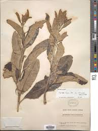 Image result for Ozoroa reticulata