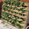 Growing hydroponic strawberries can be an efficient, clean, and fun new way to grow one of your favorite berries from the comfort of your own nutrient solution. 1