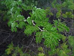 Image result for Acacia welwitschii