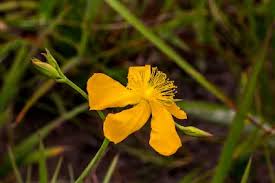 Image result for Hypericum lalandii