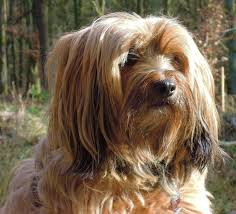 Best Dog Hair Grooming Clippers For A Tibetan Terrier Tibetan Terrier Beautiful Dog Breeds Dogs