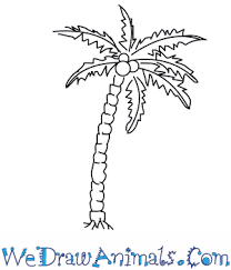 Free coconut tree drawing, download free coconut tree drawing png images, free cliparts on clipart library. How To Draw A Coconut Palm Tree