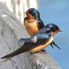 The 2021 nate conference is dedicated to digital change in the elt community. Brahms Das Madchen Spricht With Soprano Mary Ellen Callahan By Nate Ben Horin