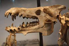 Archaeotherium Mortoni Skull Detail Prehistoric Lion Sculpture Deer