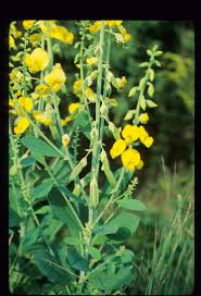 Image result for Crotalaria subcapitata