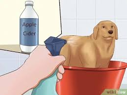 Maybe you would like to learn more about one of these? 3 Cara Untuk Membasmi Kutu Anjing Wikihow