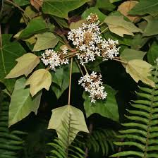 Image result for Aleurites