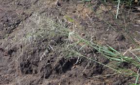 Image result for Eragrostis cylindriflora