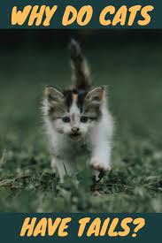 Why Do Cats Have Tails Cats Kitten Care Kittens Cutest