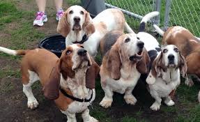 Ckc registered basset hound puppy. Minnesota Basset Rescue