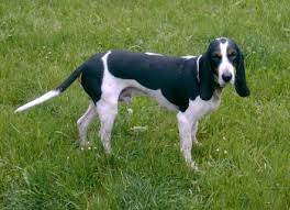 Image result for bernský honič