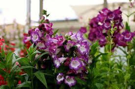 Penstemon Polaris Purple A Long Flowering Compact Perennial With Numerous Violet Purple Bells With A White Cen Colorful Garden Garden Center Fine Gardening