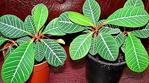 Dari bergabgai jenis tumbuhan tersebut ada sebagian besarnya dimanfaatkan oleh. Euphorbia Beracun Atau Tidak Apa Yang Berbahaya Bagi Seseorang Perihal Perumah Foto Tumbuh Tumbuhan Dalaman