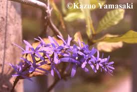 Image result for Thomandersia hensii