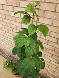 Check spelling or type a new query. Raspberry Plant Help Bbc Gardeners World Magazine