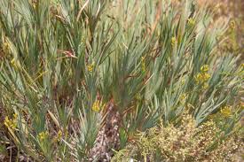 Image result for Halleria elliptica