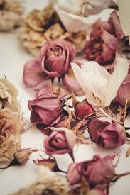 Do not remove the rubber bands holding the flowers hydrangeas. 5 Best Ways To Dry Roses So They Last Forever The Smell Of Roses The Smell Of Roses
