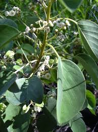 Image result for Gouania scandens