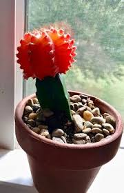 The standard moon cactus is not a single cactus, but a cross between two cacti. 47 Moon Cactus Ideas In 2021 Cactus Cactus Plants Cactus Care