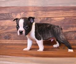 We raise and breed akc boston terriers. Boston Terrier For Sale Philippines Petfinder