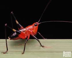 Image result for Ruspolia australis