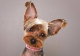 Image Result For Yorkshire Terriers Haircuts Yorkshire Terrier Toilettage Canin Toilettage Chien