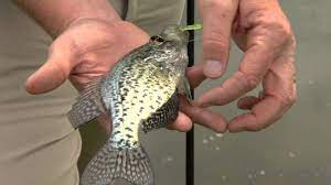 Fishing Basics: Handling Fish - Youtube