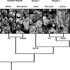(c) alternation of generation in angiosperm. Backbone Liverwort Phylogeny With Representative Taxa Illustrations Download Scientific Diagram