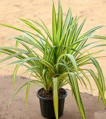 Image result for Pandanus