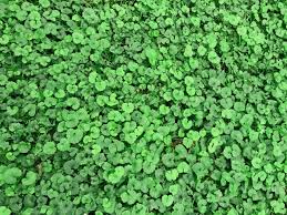Most commonly called dichondra in australia. Dirt Doctor Library Topics