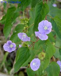 Image result for Jacquemontia