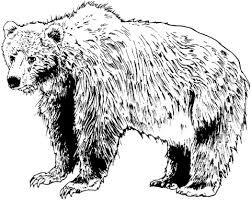 Brown Bear Coloring Page Free Printable Coloring Pages Bear Coloring Pages Bear Pictures Bear Stencil