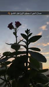 همسة صباح الخير لـ جميلين الروح قبل الملامح تصويري تصويري سناب تص beautiful quran quotes quotes about photography iphone wallpaper quotes love