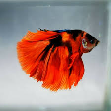 Pin On Beautiful Betta Fish