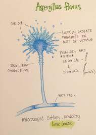 It is best known for its colonization of cereal grains, legumes, and tree nuts. Aspergillus Flavus Chaetomium Queen Medical Laboratory Scientist Microbiology Study Medical Science