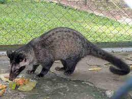 Maybe you would like to learn more about one of these? Musang Luwak Paradoxurus Hermaphroditus Alamendah S Blog