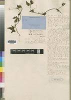 Image result for Corallocarpus welwitschii