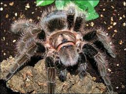 So an ideal terrarium or enclosure would be 40 x 30 x 30 (l x w x h). Beginner S Guide To The Curly Hair Tarantula