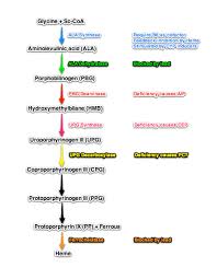 Heme Synthesis
