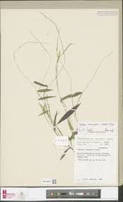 Image result for Trichopteryx fruticulosa