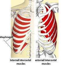 Proper anatomical name for muscles around rib cage : Intercostal Muscle Strain Physiopedia