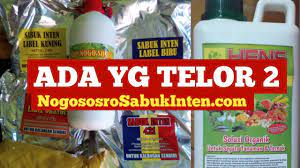 Cara ayam petelur rutin bertelur setiap hari, merawat ayam petelur tua. Sabuk Inten 421 Untuk Ayam Petelur Pola Nogososro Serbuk Sabukinten Youtube