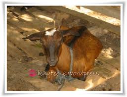 Alamat dengan mudah menyeiesaikan urusan penting. Asal Usul Anjing Kaytieze S Blog