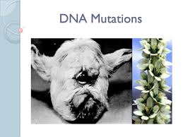 .exposed to chernobyl's radiation passed on any excess mutations to children conceived after if there is a deleterious mutation, it's going to be rare. Dna Mutations Victims Of Chernobyl Mutations What Are Mutations Mutations Are A Change In The Genetic Material Of A Cell I E The Genes Ppt Download