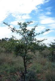Image result for Acacia robusta