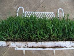 Image result for Dactyloctenium australe