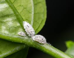 Those little black bugs on your tomatoes could be aphids. Tiny White Bugs On Plants What Are They Terminix