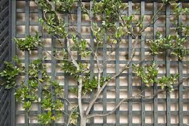 An Espalier Tree Growing Along A Garden Trellis Climbing Plants Wall Trellis Trellis Pictures