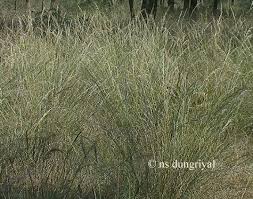 Image result for Aristida effusa
