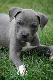 The answer is somewhere between seven days to two weeks after birth. Gray Pitbull Puppies With Blue Eyes Pet S Gallery